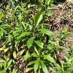 Digitalis canariensis Leaf