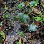 Antrophyum mannianum Hoja
