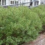 Ilex glabra Yaprak