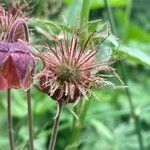 Geum rivale ഫലം