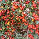 Cotoneaster franchetiiVaisius