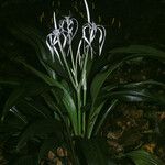 Hymenocallis tubiflora Plante entière