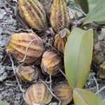 Gomesa bifolia Otro