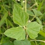 Macroptilium atropurpureum Leaf