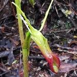 Cryptostylis subulataFlor