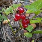 Rubus saxatilis 果實