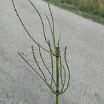 Equisetum scirpoides Blatt