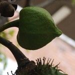 Annona muricata Fruit