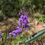 Hardenbergia violacea花