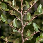 Nothofagus betuloides Bark