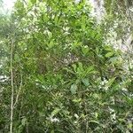 Ochrosia lifuana 整株植物