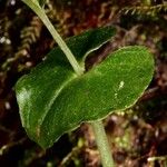 Acianthus tenellus Leaf