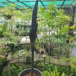 Amorphophallus konjac Flors