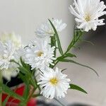 Symphyotrichum ericoides Flower