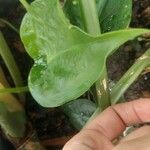 Arisarum vulgareपत्ता