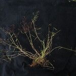 Agrostis micrantha