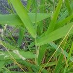 Agrostis stolonifera Leaf