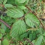 Rubus leightonii Листок