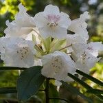 Rhododendron morii Blüte