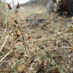 Teucrium pseudochamaepitys Habitus