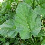 Erodium malacoides Blatt