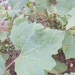 Xanthium strumarium पत्ता