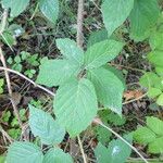 Rubus praticolor Outro