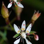 Micranthes petiolaris Kvet