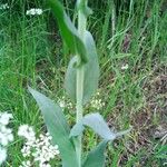 Turritis glabra Leaf