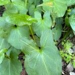 Arisarum vulgare葉