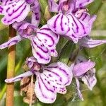 Dactylorhiza maculataFlower