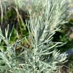 Helichrysum italicum Blad