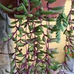 Crassothonna capensis Flower