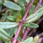 Thymus longicaulis 樹皮