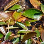 Potamogeton polygonifolius Leaf