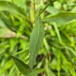 Centaurea nigrescens Blatt