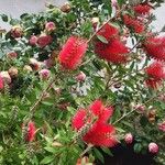 Melaleuca rugulosa Flower