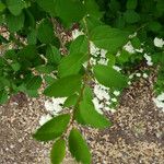 Spiraea × vanhouttei Leht