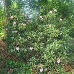 Rhododendron insigne Habit