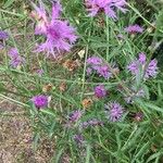 Centaurea jaceaFleur