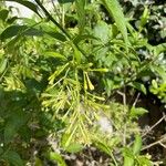 Cestrum nocturnum Flower