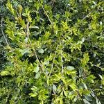 Rhamnus lycioides Συνήθη χαρακτηριστικά