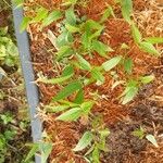 Vigna radiata Levél