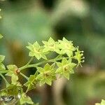 Alchemilla mollis Virág