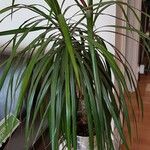 Dracaena reflexa Hábitos