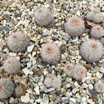 Echinocereus dasyacanthus Хабит