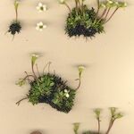 Saxifraga androsacea Celota