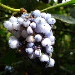 Psychotria pilosa Fruit