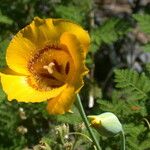 Calochortus clavatus Flower