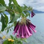 Iochroma cyaneum Blomma